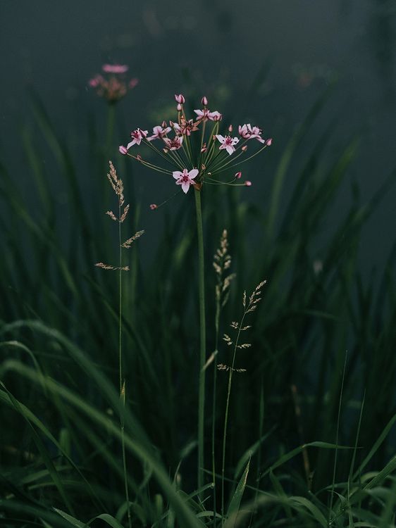 Eine Pflanze mit kleinen pinken Blüten.