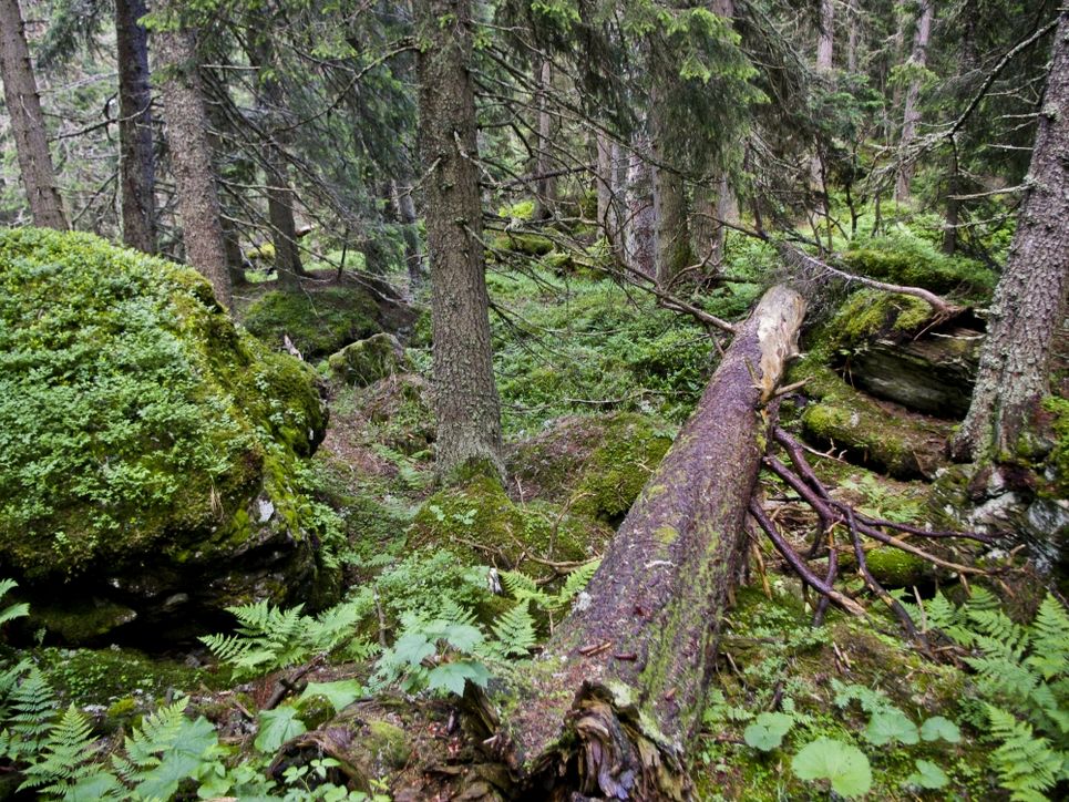 Umgefallener Baum im moosigen, felsigen Wald.