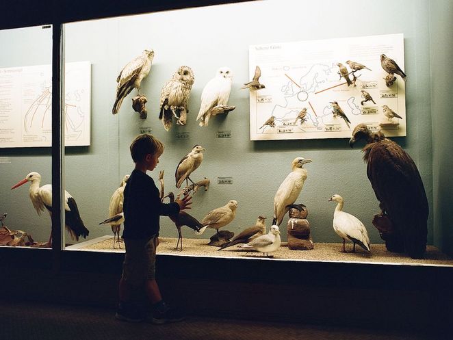 Eine Vogelvitrine vor der eine Besucherin steht.