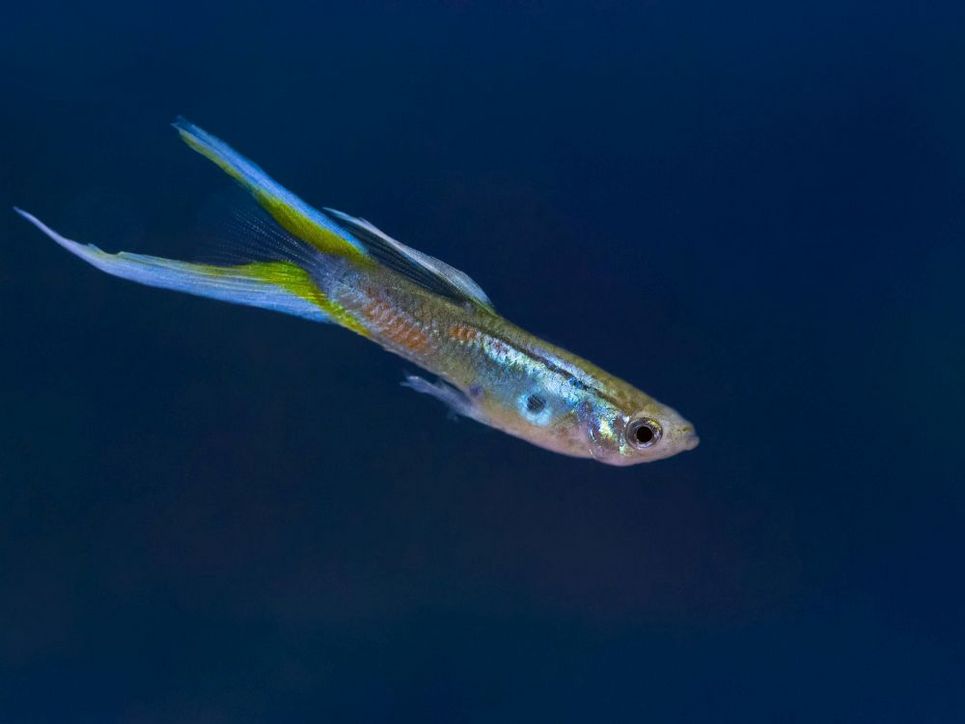 Bunt schillernder kleiner Fisch vor dunkelblauem Hintergrund.