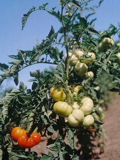 Tomatenstaude mit hellgrünen und roten Tomaten.