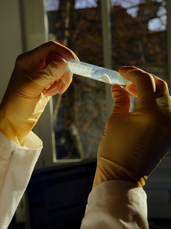 Pipette mit Flüssigkeit und einem kleinen weißen Mäusegehirn