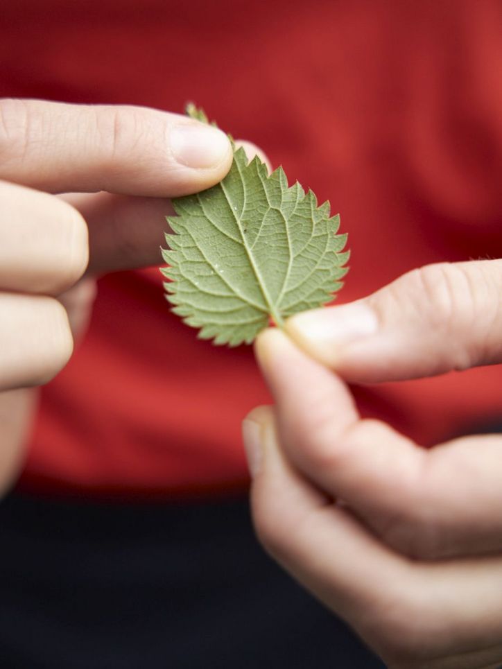 Ein Blatt der Brennessel das von zwei Fingern gehalten wird. Leibniz Magazin