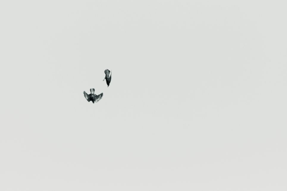 Zwei Vögel in fallendem Flug.