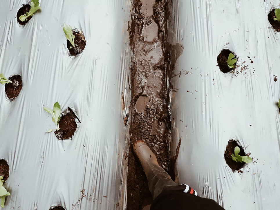 Feldfrüchte mit Folien abgedeckt