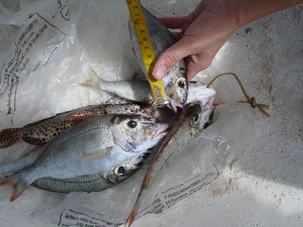 Silbrige tote Fische. Einer wird mit einem Maßband vermessen.