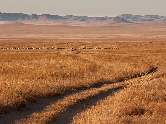 Weg durch die Steppe, in der Ferne Tierherde und Berge.
