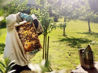 Person in weißem Imkeranzug betrachtet eine Bienenwabe mit vielen Bienen.