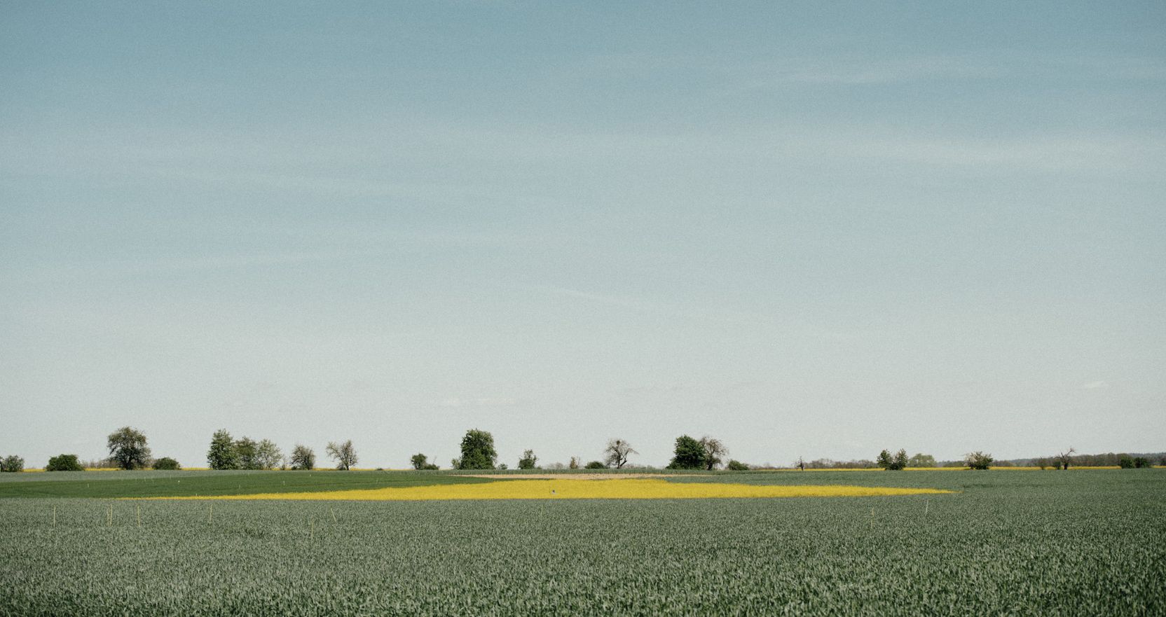 Grüne und ein gelbes Feld, Bäume und Büsche vor dem etwas diesigen Horizont.