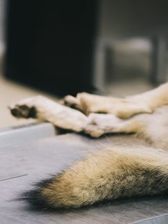 Toter Wolf auf einem Seziertisch, zu sehen sind sein Schwanz und die Hinterläufe.