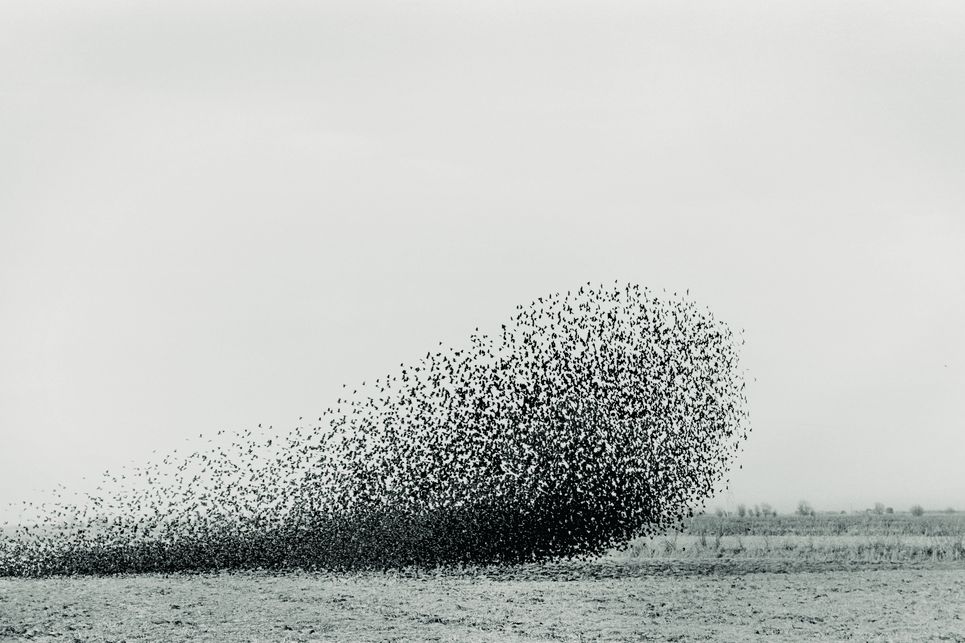 Vogelschwarm in ovaler Form über einem Feld.