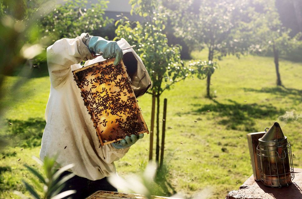 Eine Person im weißen Imkeranzug hält eine Wabe mit vielen Bienen.