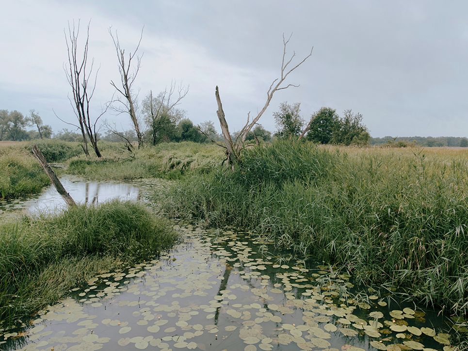 Auendlandschaft an der Oder.