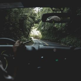 Blick aus der Frontscheibe eines Autos in grünes Dickicht.