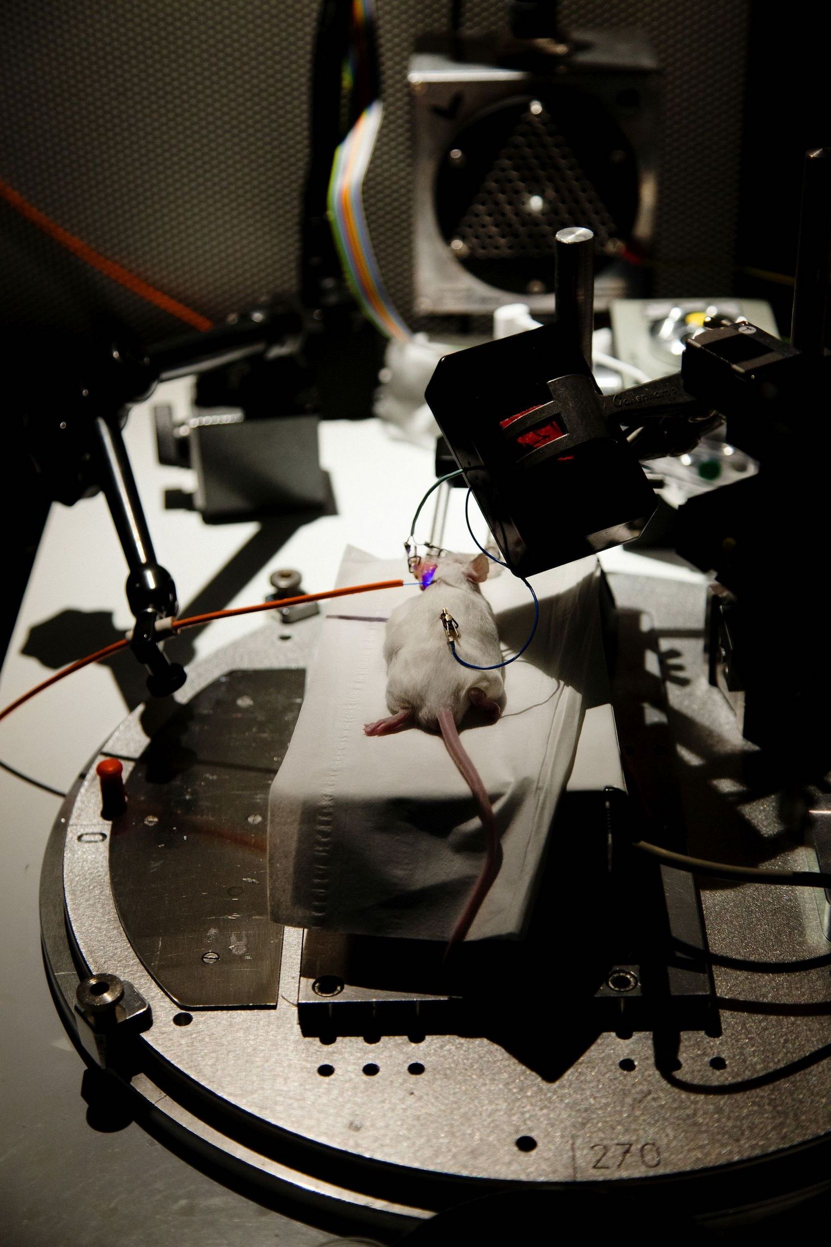 Eine weiße Ratte au einem Tisch, Kabel führen zu einem ihrer Ohren und eines zu ihrem Rücken.