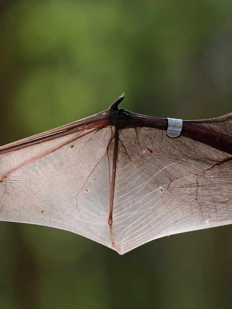 Flügel einer Fledermaus mit einem Metallklipp.
