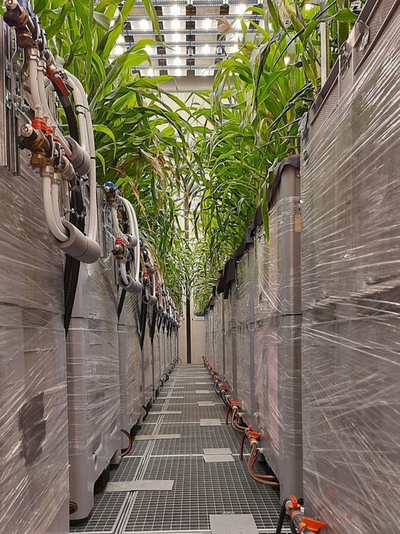 Ein Gang zwischen großen, grauen Containern, aus denen Maispflanzen hervorschauen.