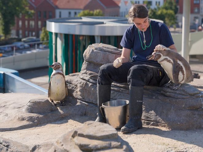 Helen Rößler mit Pinguinen beim Training