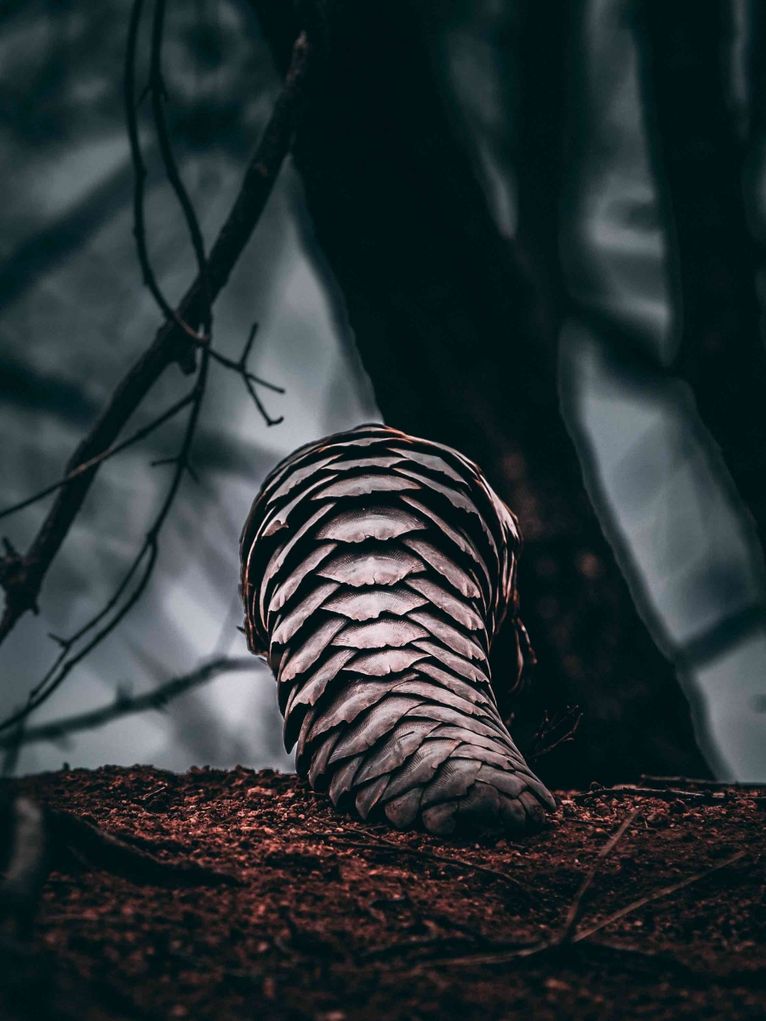 Ein Pangolin, dessen Schuppen bräunlich schimmern.