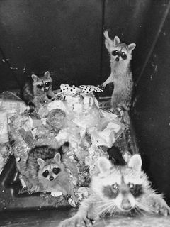 Vier Waschbären sitzen im Dunkel der Nacht in einer Mülltonne, die sie gerade durchwühlen. Sie schauen neugierig in die Kamera.