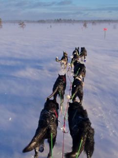 Schlittenhunde auf einem Schneefeld.