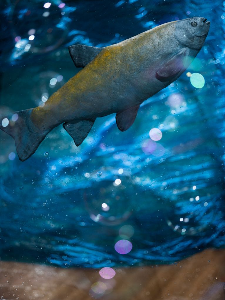 Fisch, der im lichtdurchfluteten Wasser nach oben schwimmt.