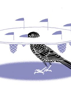 Illustration eines Tannenhähers.