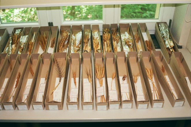 Unterschiediche Getreideähren in schmalen Papierboxen.