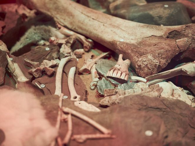 Knochen und Zähne liegen auf Steinen - im Museum - Leibniz Magazin