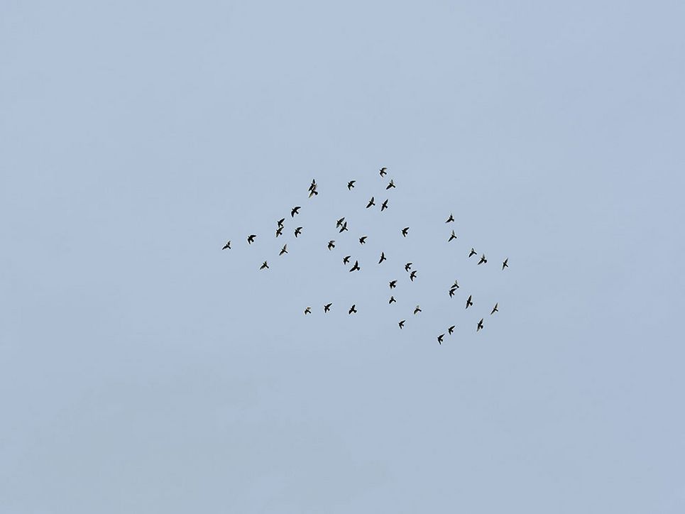 Eine Gruppe an Vögeln im Himmel.