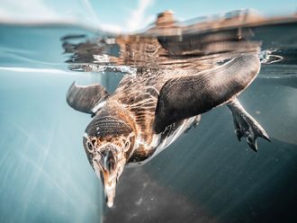 Pinguin unter Wasser im Ozeaneum