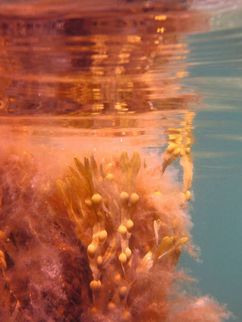 Rötliches Seegras im Wasser.