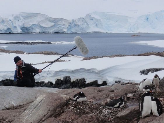 Wissenschaftler nehmen Audiotöne von Pinguinen in der Artikis auf