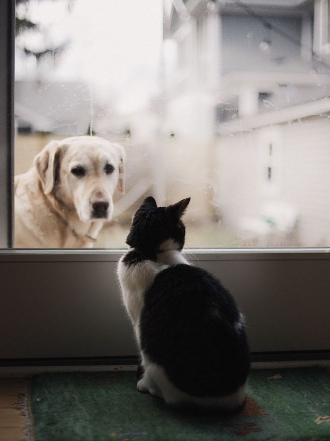 Ein Hund schaut eine Katze durch ein Fenster an. Leibniz Magazin