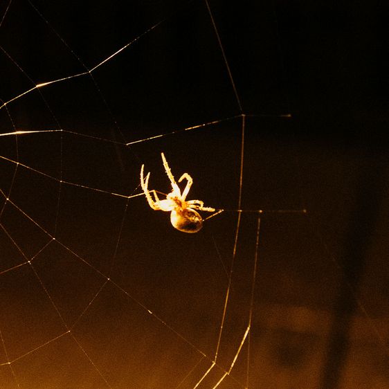 Kreuzspinne krabbelt im Netz. Der Hintergrund ist schwarz.