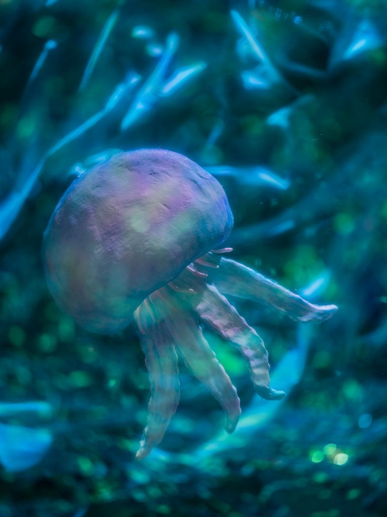 Kleine Qualle im Türkis blauen Wasser.