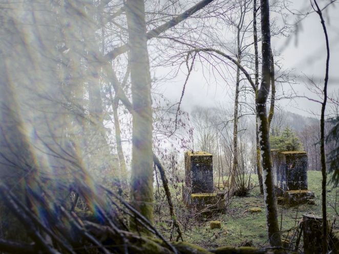 Nebel Wald Obersalzberg Leibniz Magazin