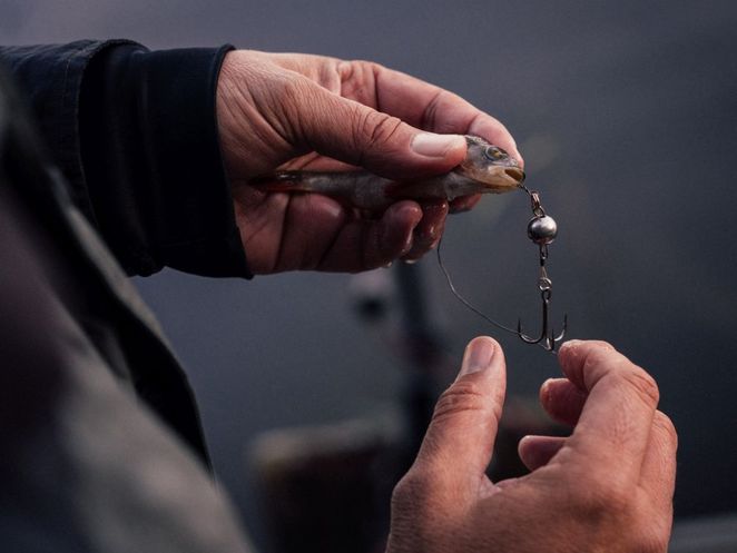 Nahaufnahme von Händen, die einen Fischköder mit einem Haken vorbereiten.