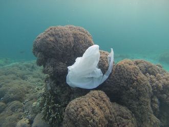 Plastik im Meer Bali Leibniz Magazin