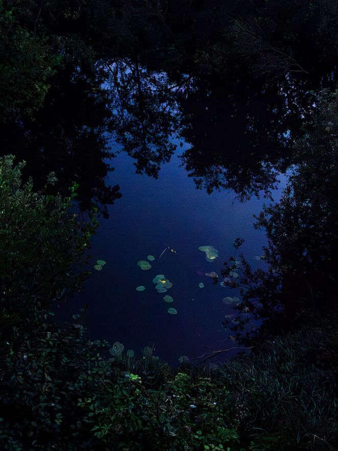 Seerosen im Wasser von oben fotografiert.
