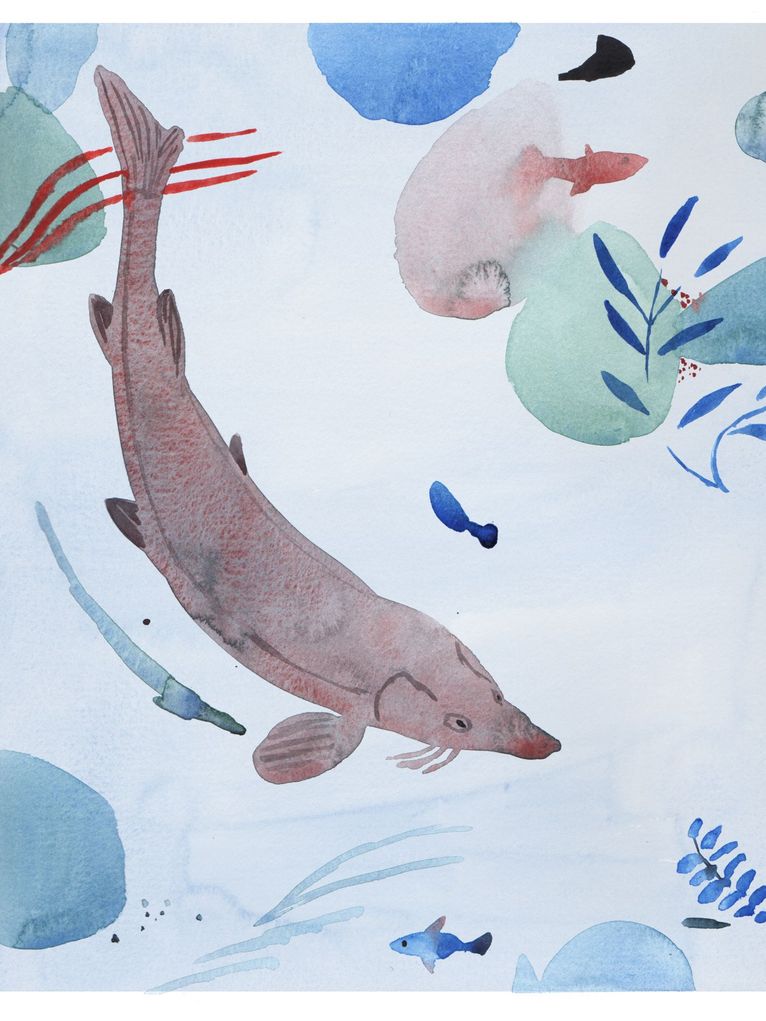 Aquarellzeichnung von einem Stör und Wasserpflanzen.