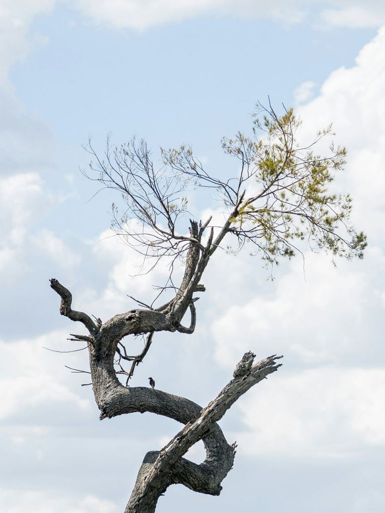 Ein knorriger alter Baum mit sich windenden Ästen.