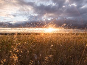 Tief stehende Sonne an einem Bewölkten Himmel über einem Feld mit Gräsern.