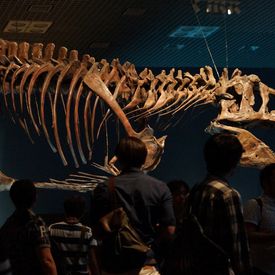 Dinosaurierskelett