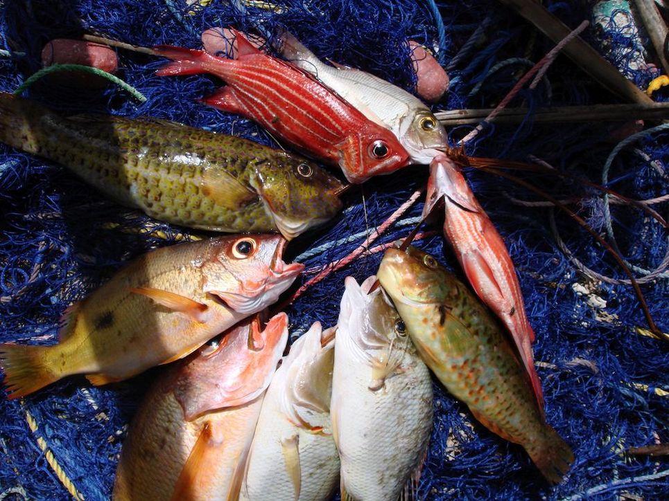 Bunte tote Fische auf einem Netz.