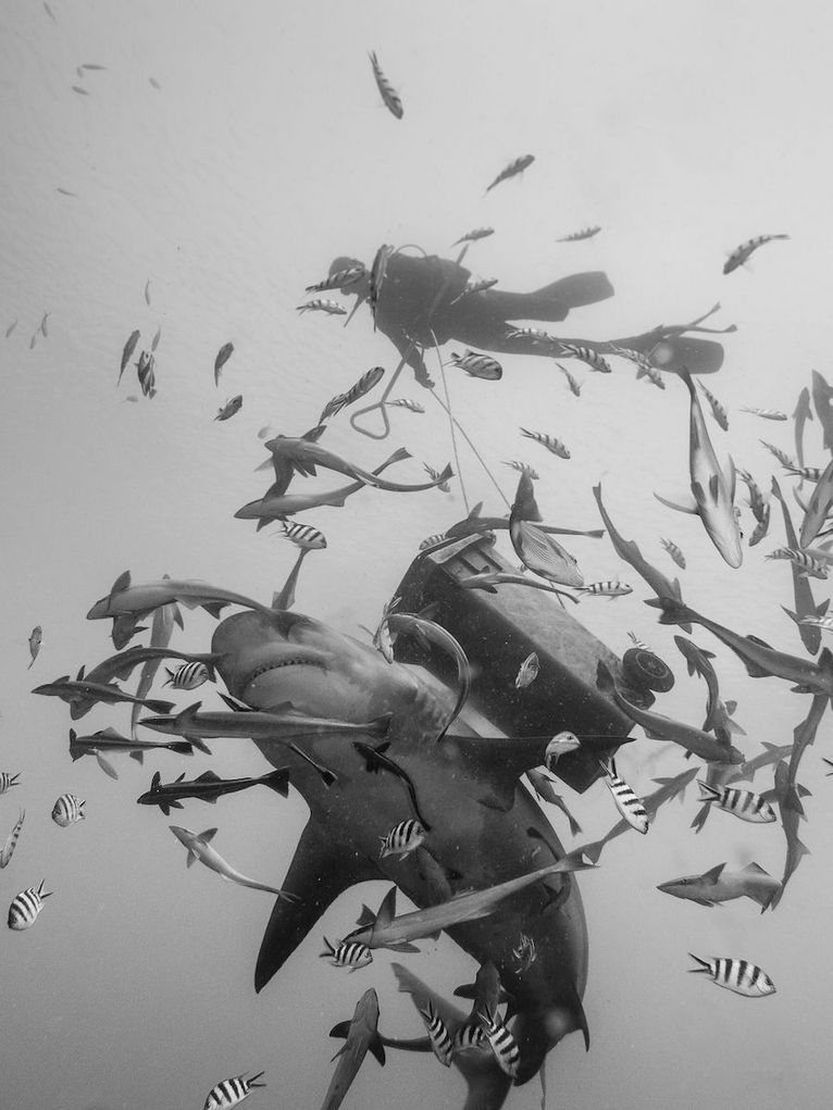 Blick von unten auf einen Hai, viele Fische, eine Mülltonne und einen Taucher.