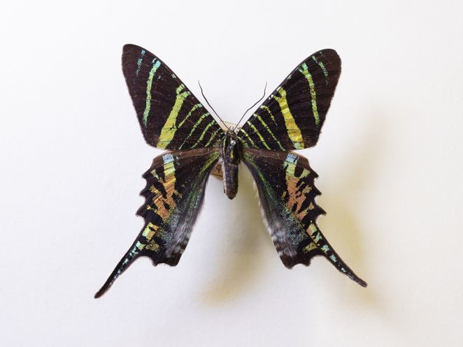 Ein konservierter Schmetterling.