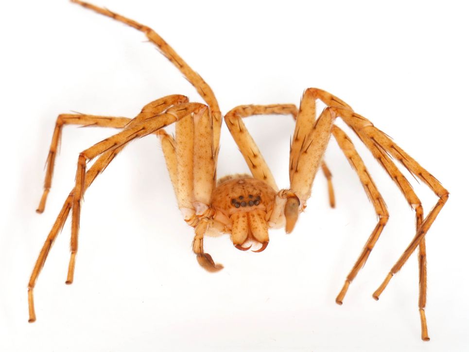 Die Spinne Thunberga