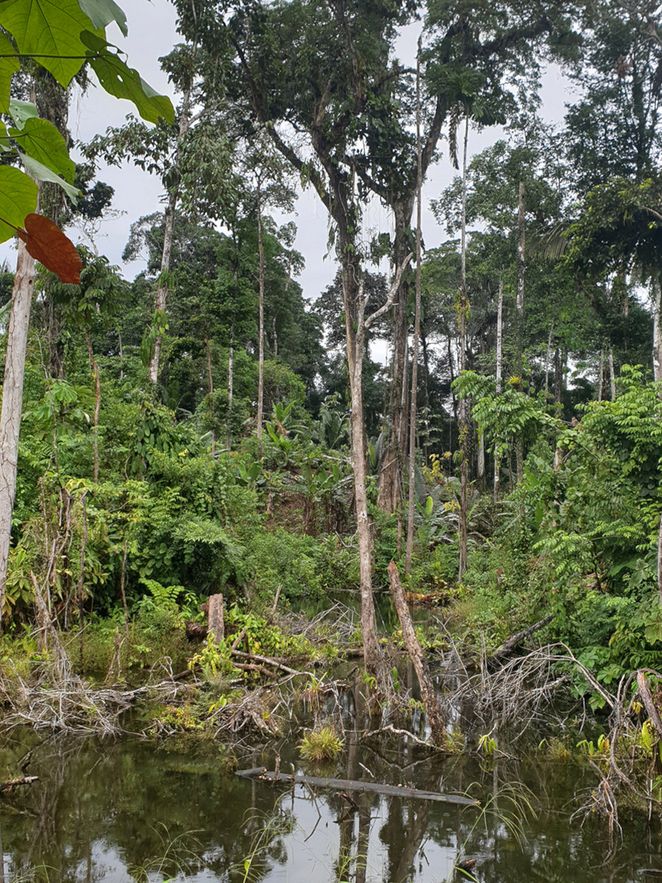 Regenwald Südamerika Ecuador Leibniz Magazin