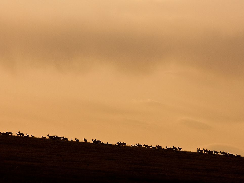 Vor orange erleuchteten Wolken sieht man eine Tierherde im Gegenlicht.
